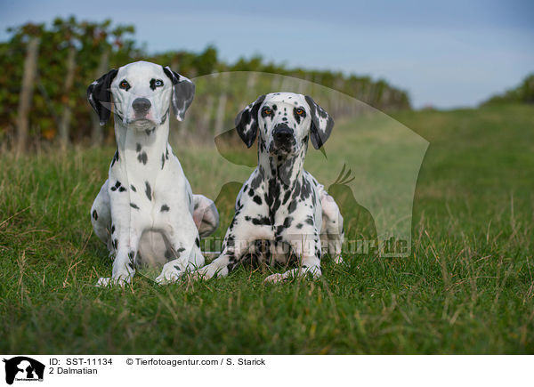 2 Dalmatiner / 2 Dalmatian / SST-11134