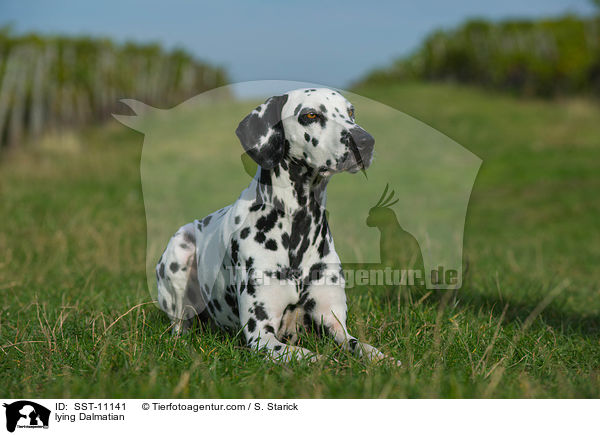 liegender Dalmatiner / lying Dalmatian / SST-11141