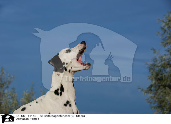 Dalmatiner Portrait / Dalmatian Portrait / SST-11152