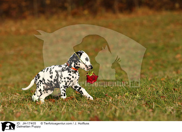 Dalmatiner Welpe / Dalmatian Puppy / JH-17405