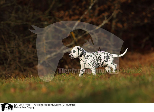 Dalmatiner Welpe / Dalmatian Puppy / JH-17408