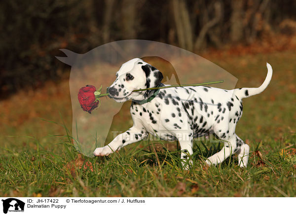 Dalmatiner Welpe / Dalmatian Puppy / JH-17422