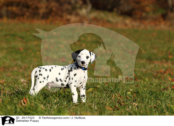 Dalmatiner Welpe / Dalmatian Puppy / JH-17423