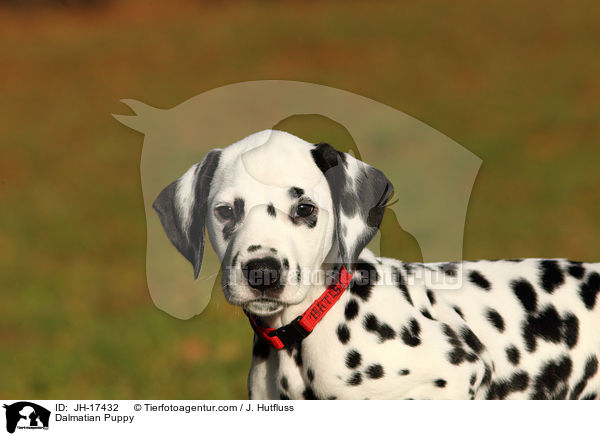 Dalmatiner Welpe / Dalmatian Puppy / JH-17432