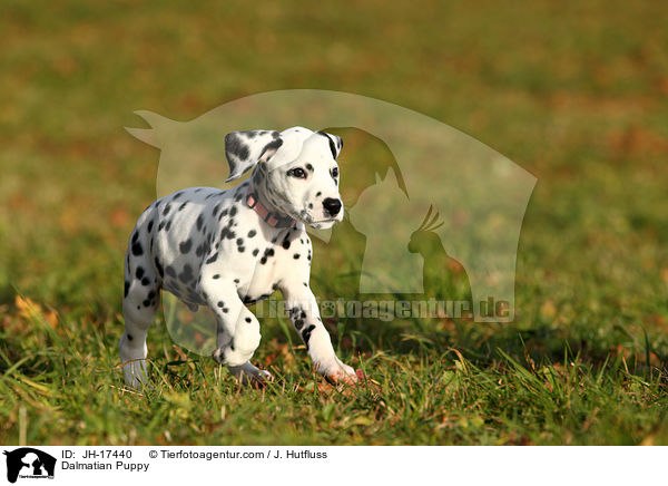 Dalmatiner Welpe / Dalmatian Puppy / JH-17440