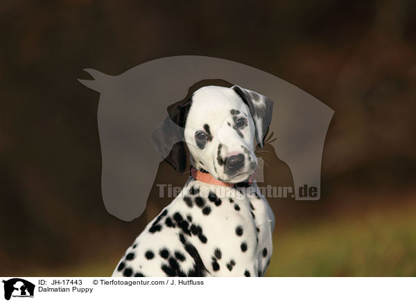 Dalmatiner Welpe / Dalmatian Puppy / JH-17443