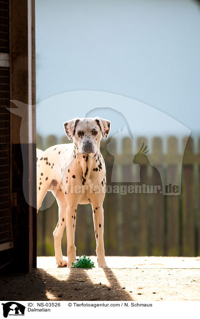 Dalmatiner / Dalmatian / NS-03526