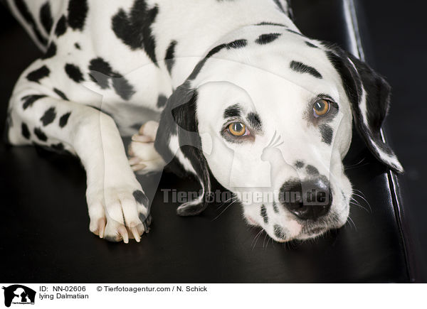 liegender Dalmatiner / lying Dalmatian / NN-02606