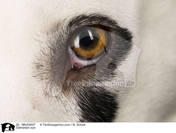 Dalmatian eye / NN-02607