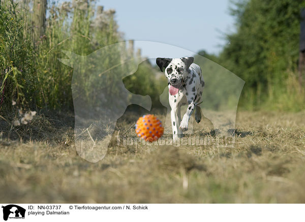 spielender Dalmatiner / playing Dalmatian / NN-03737