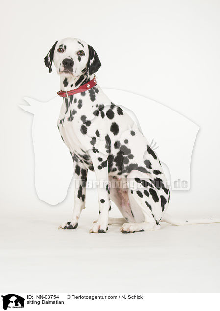 sitzender Dalmatiner / sitting Dalmatian / NN-03754