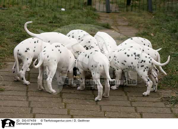 Dalmatiner Welpen / Dalmatian puppies / DG-07459