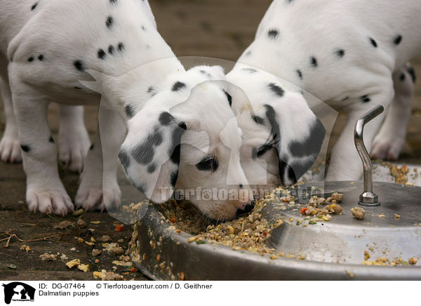 Dalmatiner Welpen / Dalmatian puppies / DG-07464