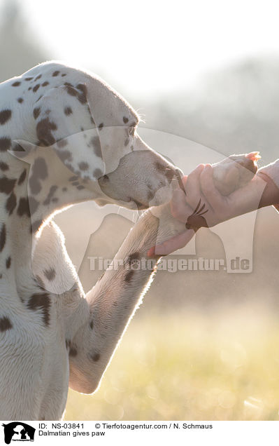 Dalmatiner gibt Pftchen / Dalmatian gives paw / NS-03841