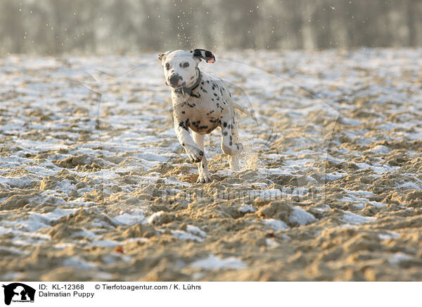 Dalmatiner Welpe / Dalmatian Puppy / KL-12368