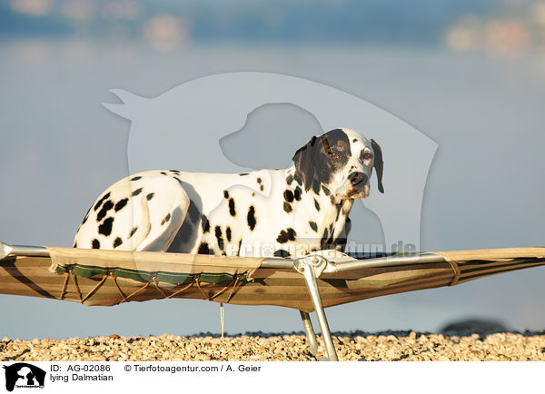 liegender Dalmatiner / lying Dalmatian / AG-02086