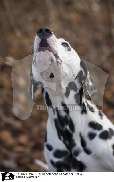 bellender Dalmatiner / barking Dalmatian / NN-09661