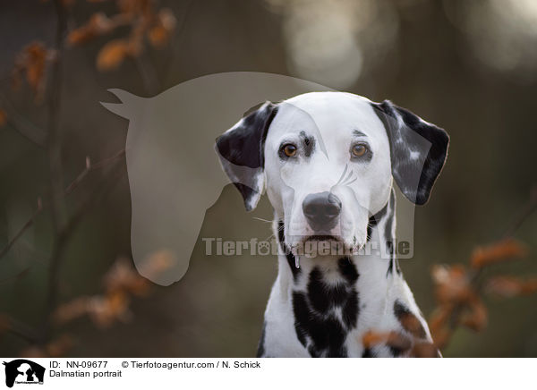 Dalmatiner Portrait / Dalmatian portrait / NN-09677