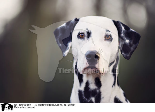 Dalmatiner Portrait / Dalmatian portrait / NN-09687