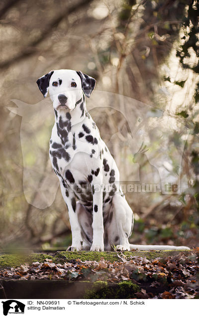 sitzender Dalmatiner / sitting Dalmatian / NN-09691