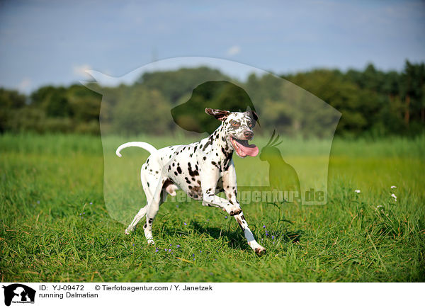 rennender Dalmatiner / running Dalmatian / YJ-09472