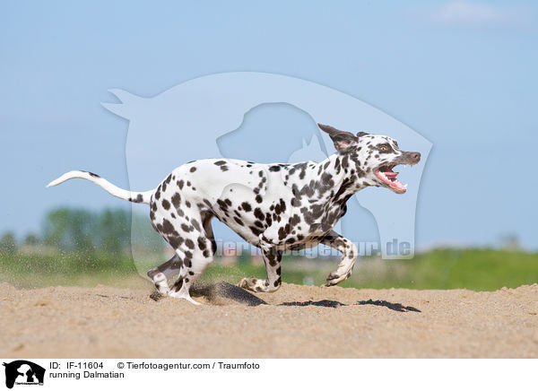 rennender Dalmatiner / running Dalmatian / IF-11604