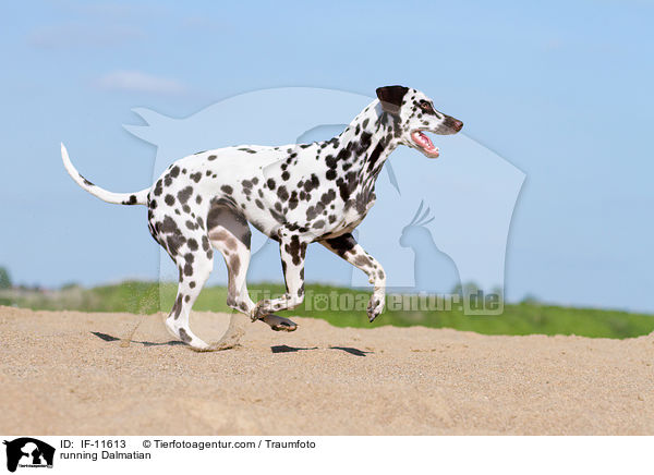 rennender Dalmatiner / running Dalmatian / IF-11613