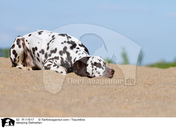 schlafender Dalmatiner / sleeping Dalmatian / IF-11617