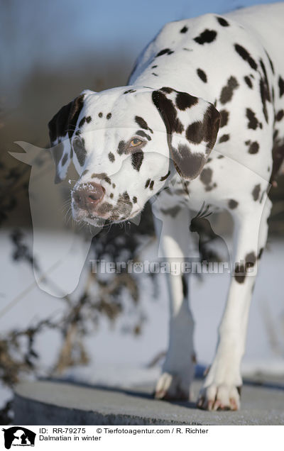 Dalmatiner im Winter / Dalmatian in winter / RR-79275