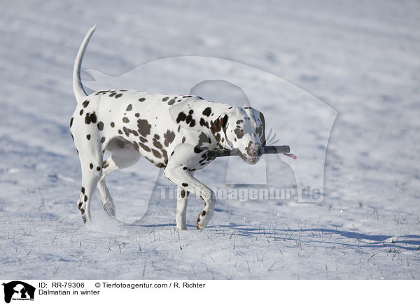 Dalmatiner im Winter / Dalmatian in winter / RR-79306