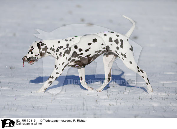 Dalmatiner im Winter / Dalmatian in winter / RR-79315