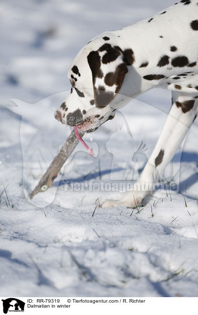 Dalmatiner im Winter / Dalmatian in winter / RR-79319