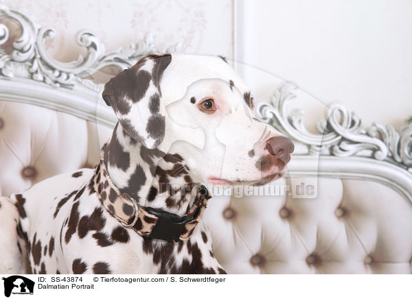 Dalmatiner Portrait / Dalmatian Portrait / SS-43874