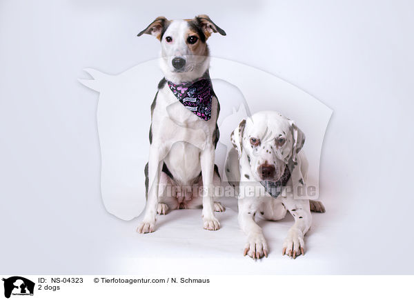 2 Hunde / 2 dogs / NS-04323