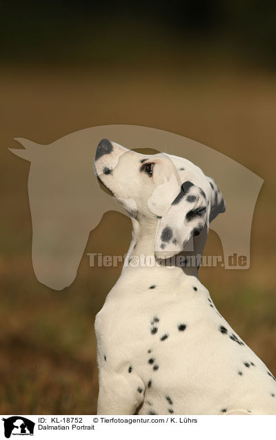 Dalmatiner Portrait / Dalmatian Portrait / KL-18752