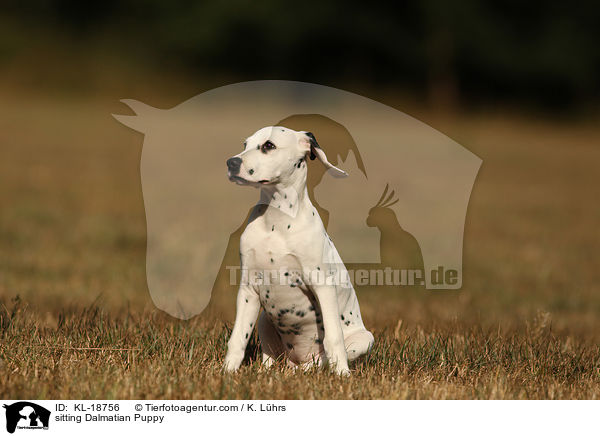 sitzender Dalmatiner Welpe / sitting Dalmatian Puppy / KL-18756