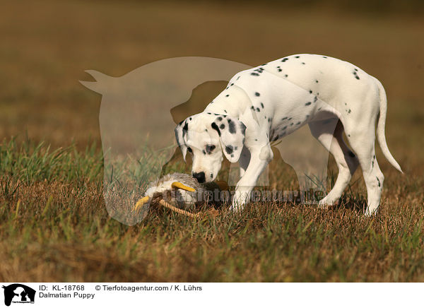 Dalmatiner Welpe / Dalmatian Puppy / KL-18768