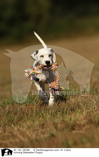 rennender Dalmatiner Welpe / running Dalmatian Puppy / KL-18786