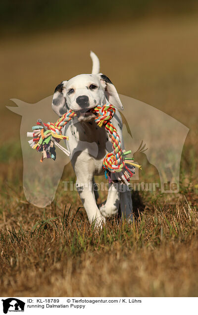 rennender Dalmatiner Welpe / running Dalmatian Puppy / KL-18789