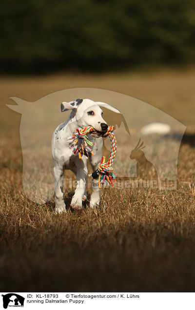 rennender Dalmatiner Welpe / running Dalmatian Puppy / KL-18793