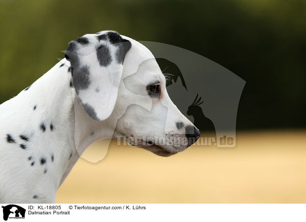 Dalmatiner Portrait / Dalmatian Portrait / KL-18805