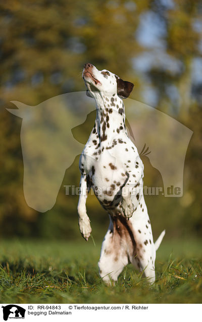 Dalmatiner macht Mnnchen / begging Dalmatian / RR-94843