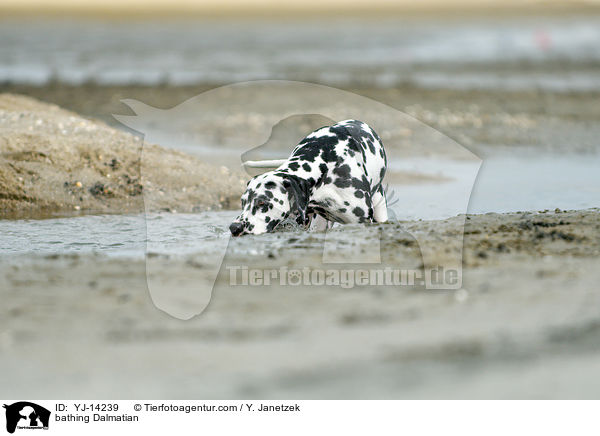 badender Dalmatiner / bathing Dalmatian / YJ-14239
