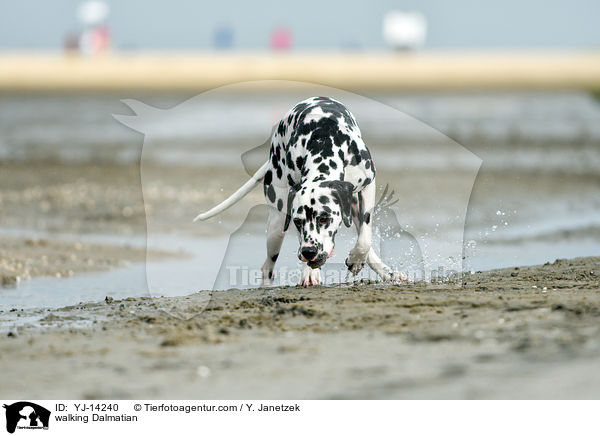 laufender Dalmatiner / walking Dalmatian / YJ-14240