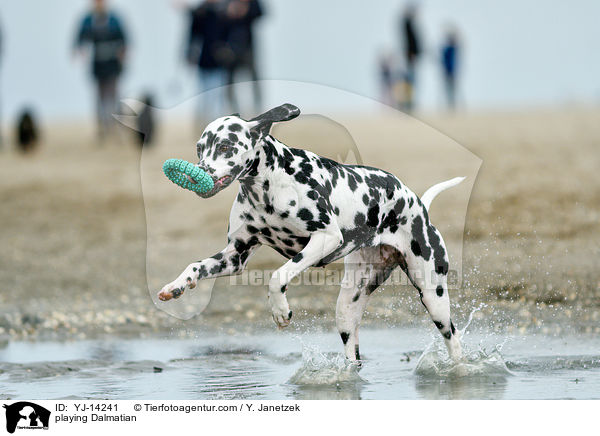 spielender Dalmatiner / playing Dalmatian / YJ-14241