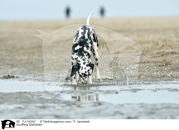 schnuppernder Dalmatiner / snuffling Dalmatian / YJ-14243