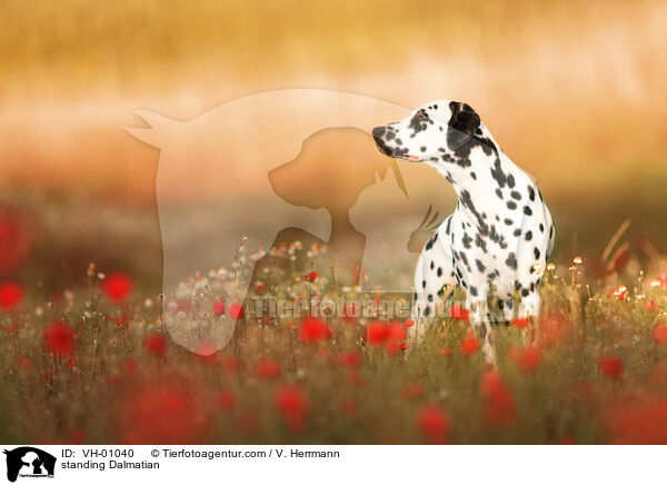 stehender Dalmatiner / standing Dalmatian / VH-01040