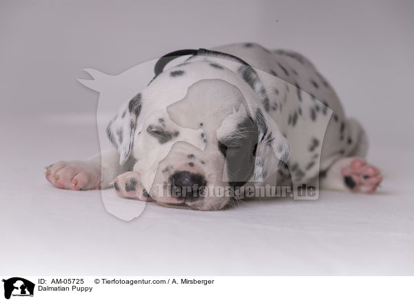 Dalmatiner Welpe / Dalmatian Puppy / AM-05725