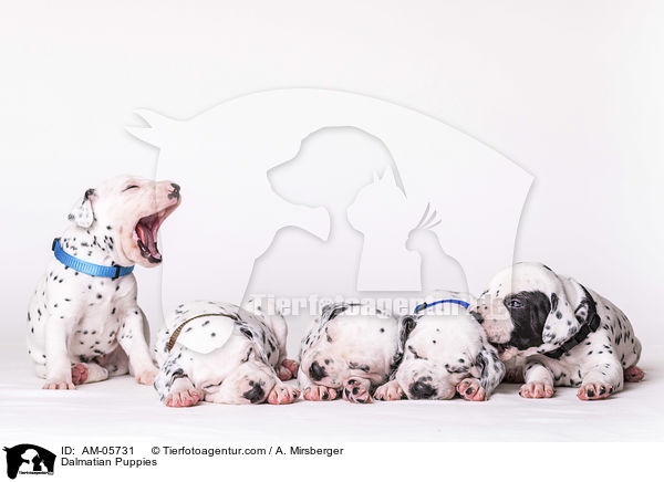 Dalmatiner Welpen / Dalmatian Puppies / AM-05731