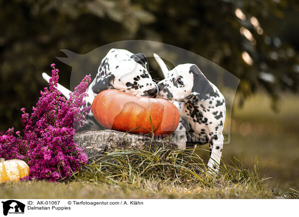 Dalmatiner Welpen / Dalmatian Puppies / AK-01067